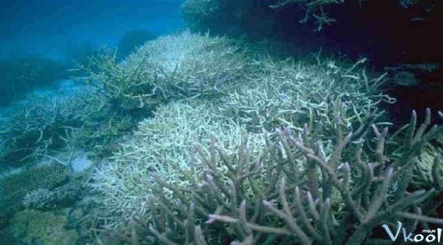 Khám Phá Rạn San Hô Vĩ Đại Với David Attenborough (Bbc: Great Barrier Reef With David Attenborough)