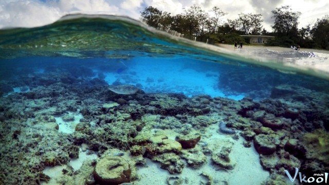 Xem Phim Khám Phá Rạn San Hô Vĩ Đại Với David Attenborough - Bbc: Great Barrier Reef With David Attenborough - Ahaphim.com - Ảnh 3