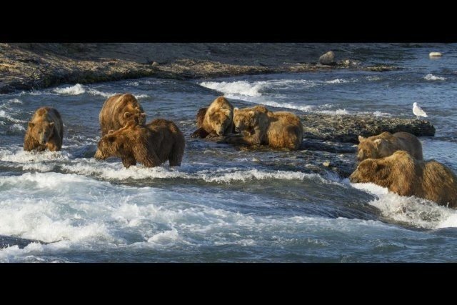 Xem Phim Khám Phá Cuộc Sống Nhà Gấu - Bears - Ahaphim.com - Ảnh 2