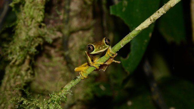 Xem Phim Thế Giới Loài Ếch - Bbc Natural World - Attenborough's Fabulous Frogs - Ahaphim.com - Ảnh 4