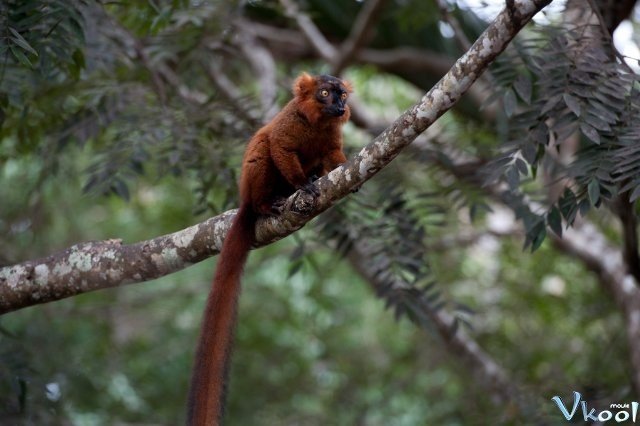 Đảo Vượn Cáo (Island Of Lemurs: Madagascar)
