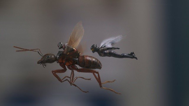 Xem Phim Người Kiến Và Chiến Binh Ong - Ant-man And The Wasp - Ahaphim.com - Ảnh 3