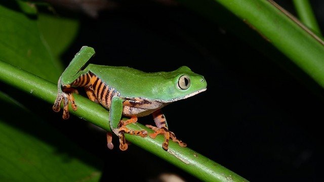 Xem Phim Thế Giới Loài Ếch - Bbc Natural World - Attenborough's Fabulous Frogs - Ahaphim.com - Ảnh 2