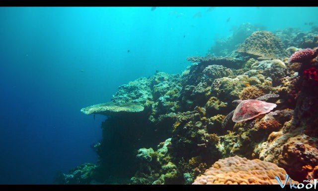 Rạn San Hô Cuối Cùng (The Last Reef 3d 2012)