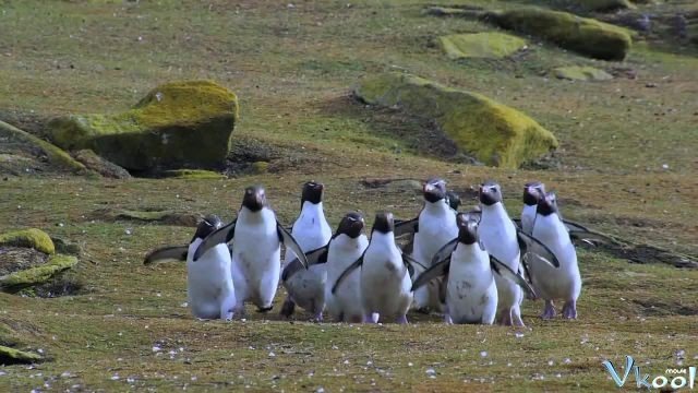 Xem Phim Cuộc Sống Chim Cánh Cụt Bắc Cực - Penguins: Spy In The Huddle - Ahaphim.com - Ảnh 4