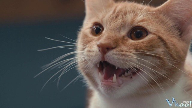 Xem Phim Những Chú Mèo Nghĩ Gì - Inside The Mind Of A Cat - Ahaphim.com - Ảnh 4