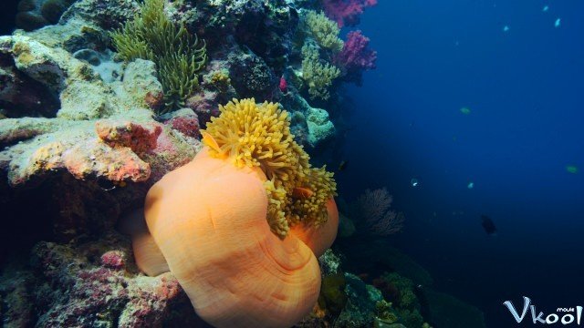 Xem Phim Rạn San Hô Cuối Cùng - The Last Reef 3d - Ahaphim.com - Ảnh 3