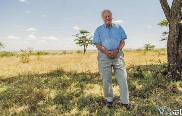 Xem Phim David Attenborough: Một Cuộc Đời Trên Trái Đất - David Attenborough: A Life On Our Planet - Ahaphim.com - Ảnh 2