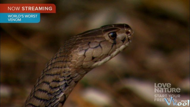 Xem Phim Nọc Độc Nguy Hiểm Nhất Thế Giới - World's Worst Venom - Ahaphim.com - Ảnh 3