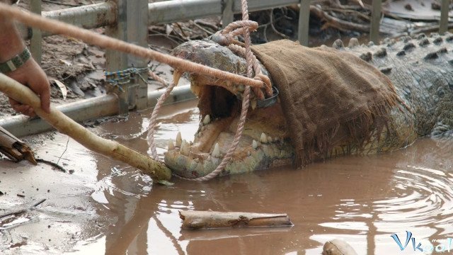 Lãnh Địa Của Cá Sấu Hoang (Wild Croc Territory 2023)