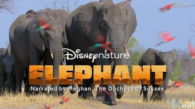 Đàn Voi Châu Phi (Elephant 2020)