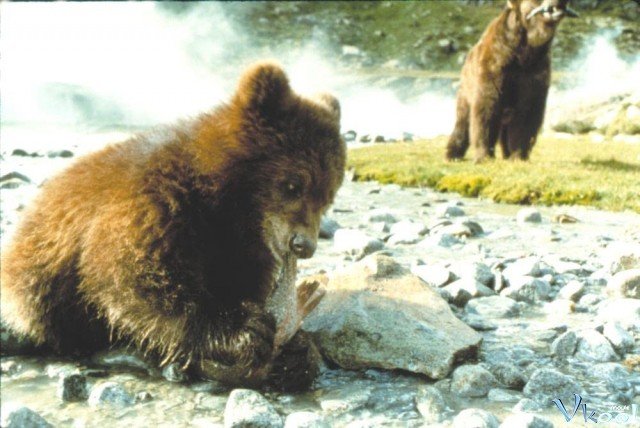 Xem Phim Con Gấu - The Bear - Ahaphim.com - Ảnh 2