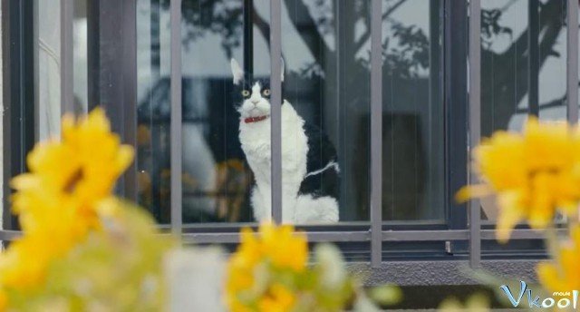 Xem Phim Cuộc Hành Trình Của Mèo Nana - Tabineko Ripoto - Ahaphim.com - Ảnh 3