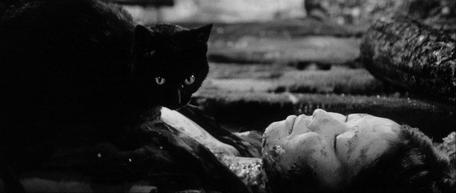 Xem Phim Mèo Mun Hay Hắc Miêu - Black Cat From The Grove - Ahaphim.com - Ảnh 2