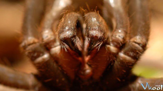 Xem Phim Nọc Độc Nguy Hiểm Nhất Thế Giới - World's Worst Venom - Ahaphim.com - Ảnh 2