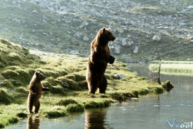 Xem Phim Con Gấu - The Bear - Ahaphim.com - Ảnh 3