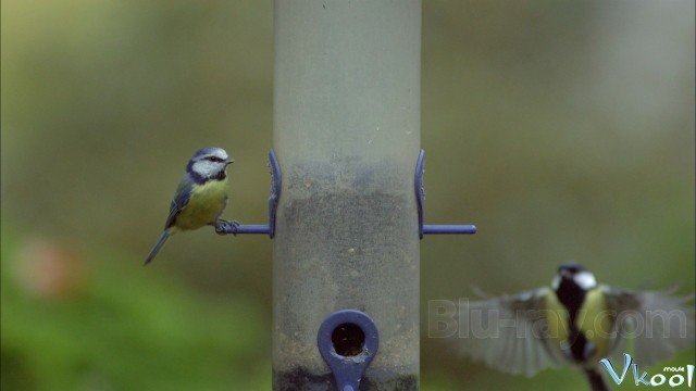Cuộc Sống Bí Mật Của Loài Chim (The Secret Life Of Birds 2012)