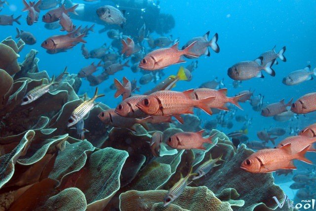Xem Phim Rạn San Hô Cuối Cùng - The Last Reef 3d - Ahaphim.com - Ảnh 2
