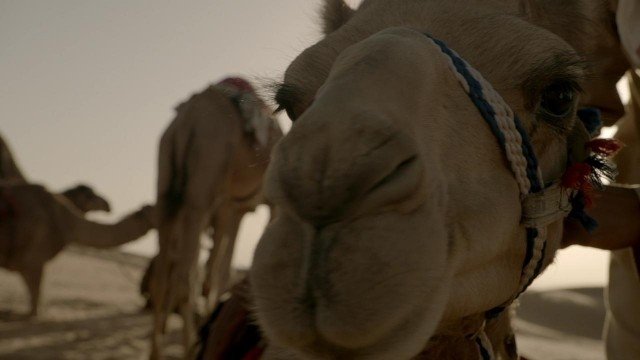 Xem Phim Miền Hoang Dã Phần 1 - Wild Arabia Season 1 - Ahaphim.com - Ảnh 5