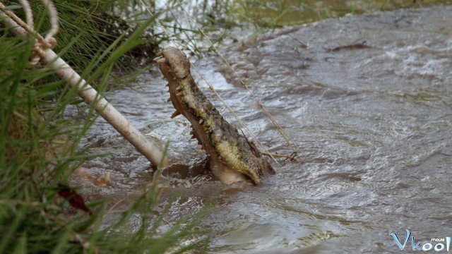 Xem Phim Lãnh Địa Của Cá Sấu Hoang - Wild Croc Territory - Ahaphim.com - Ảnh 3