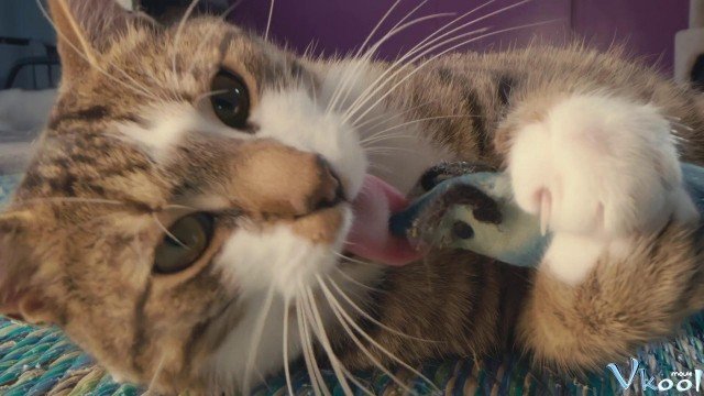 Xem Phim Những Chú Mèo Nghĩ Gì - Inside The Mind Of A Cat - Ahaphim.com - Ảnh 2