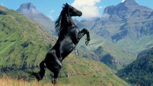 Chú Ngựa Ô Choai (The Young Black Stallion)