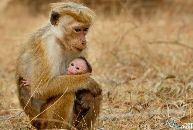 Xem Phim Vương Quốc Loài Khỉ - Monkey Kingdom - Ahaphim.com - Ảnh 2