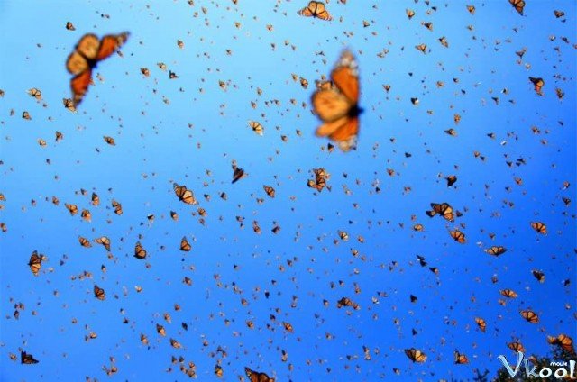 Xem Phim Cuộc Di Cư Của Loài Bướm - Imax - Flight Of The Butterflies - Ahaphim.com - Ảnh 2