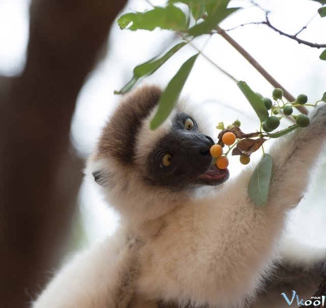 Xem Phim Đảo Vượn Cáo - Island Of Lemurs: Madagascar - Ahaphim.com - Ảnh 2
