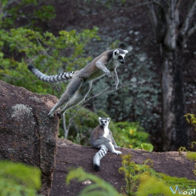 Xem Phim Đảo Vượn Cáo - Island Of Lemurs: Madagascar - Ahaphim.com - Ảnh 3