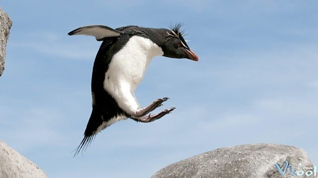 Xem Phim Cuộc Sống Chim Cánh Cụt Bắc Cực - Penguins: Spy In The Huddle - Ahaphim.com - Ảnh 2