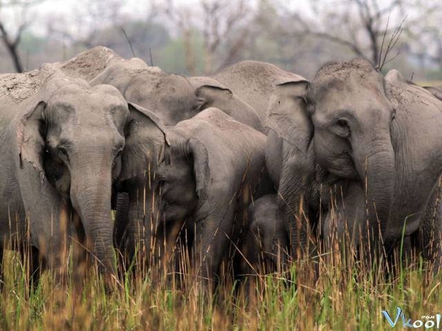Bí Ẩn Thế Giới Hoang Dã Ấn Độ: Vương Quốc Loài Voi (Secrets Of Wild India: Elephant Kingdom)
