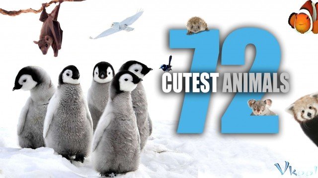 72 Loài Động Vật Dễ Thương Nhất (72 Cutest Animals)
