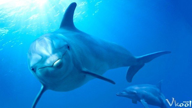 Rạn San Hô Cá Heo (Dolphin Reef 2020)