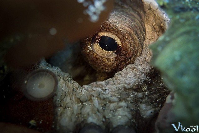 Xem Phim Cô Giáo Bạch Tuộc - My Octopus Teacher - Ahaphim.com - Ảnh 2