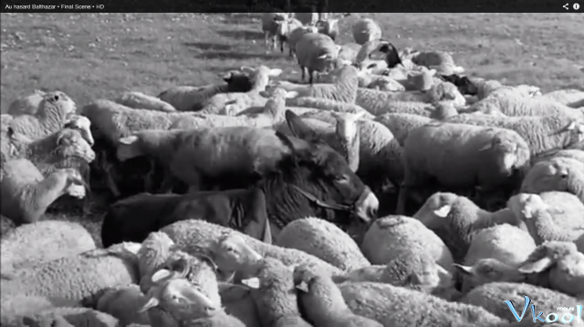 Xem Phim Chú Lừa Balthazar - Au Hasard Balthazar - Ahaphim.com - Ảnh 3