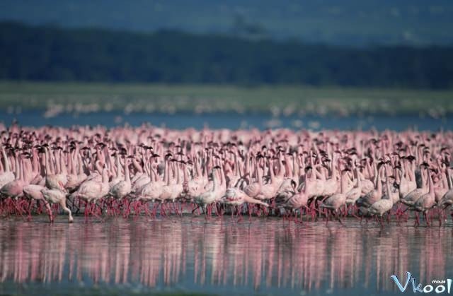 Bí Mật Của Chim Hồng Hạc (The Crimson Wing: Mystery Of The Flamingos 2008)