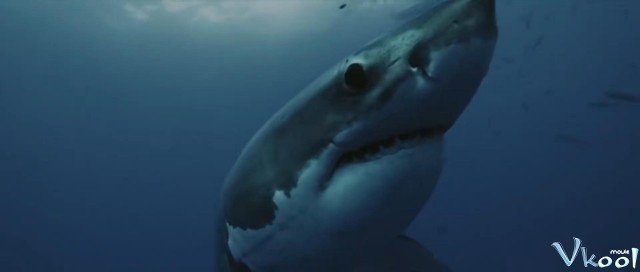 Xem Phim Cá Mập Sát Thủ - Killer Shark - Ahaphim.com - Ảnh 2