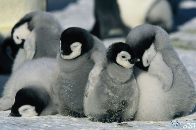 Hành Khúc Chim Cánh Cụt (March Of The Penguins)