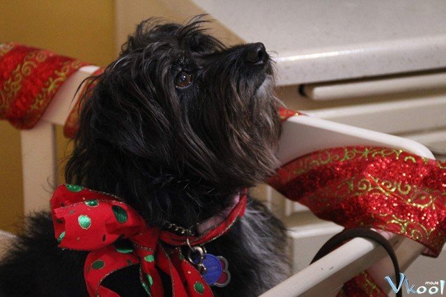 Xem Phim Cún Con Cho Giáng Sinh - Project: Puppies For Christmas - Ahaphim.com - Ảnh 2