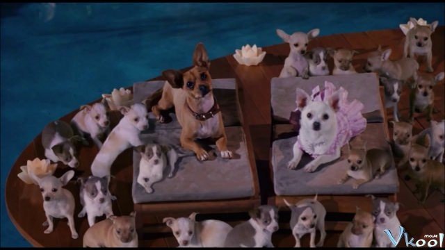 Xem Phim Những Chú Chó Chihuahua Ở Đồi Beverly - Beverly Hills Chihuahua - Ahaphim.com - Ảnh 3