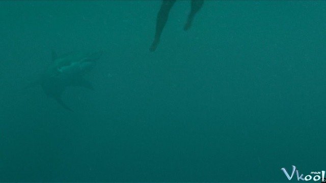 Xem Phim Mồi Cá Mập - Open Water 3: Cage Dive - Ahaphim.com - Ảnh 2