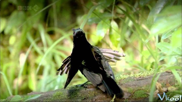 Xem Phim Loài Chim Thiên Đường - Attenborough's Paradise Birds - Ahaphim.com - Ảnh 3