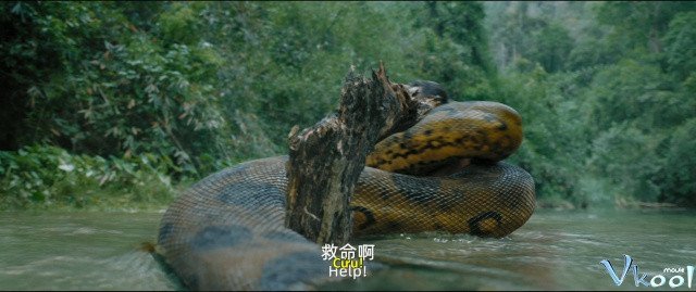 Xem Phim Trăn Khổng Lồ - Anaconda - Ahaphim.com - Ảnh 2