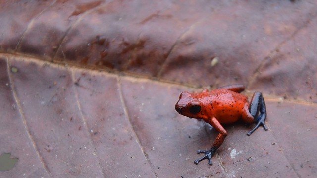 Xem Phim Thế Giới Loài Ếch - Bbc Natural World - Attenborough's Fabulous Frogs - Ahaphim.com - Ảnh 3
