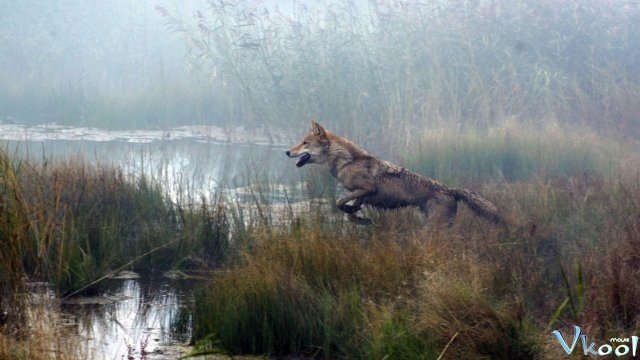 Xem Phim Lang Đồ Đằng (totem Sói) - Wolf Totem - Ahaphim.com - Ảnh 3