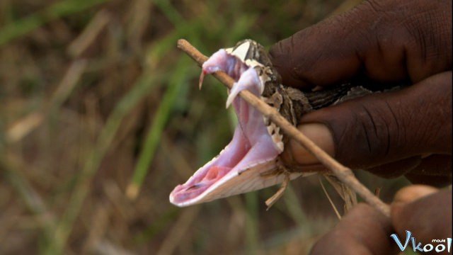 Nọc Độc Nguy Hiểm Nhất Thế Giới (World's Worst Venom)