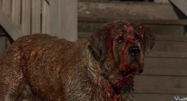 Chó Điên Cujo (Cujo 1983)