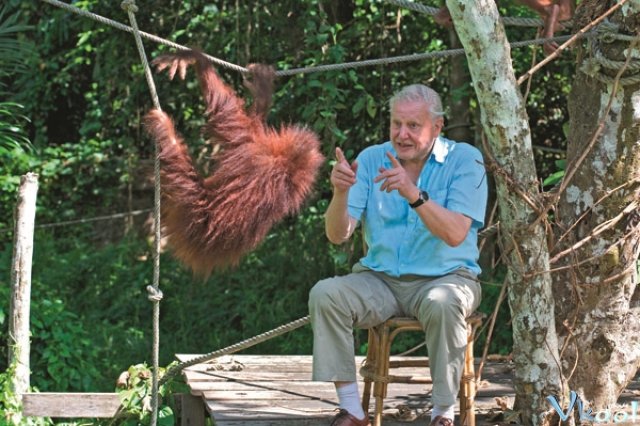 Xem Phim 60 Năm Trong Hoang Dã - Attenborough: 60 Years In The Wild - Ahaphim.com - Ảnh 3