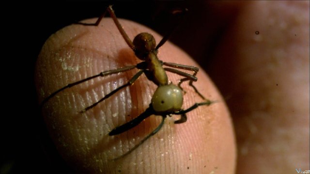 Xem Phim Worlds Biggest And Baddest Bugs - World's Biggest And Baddest Bugs - Ahaphim.com - Ảnh 5